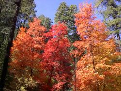 A Very Colorful Fall